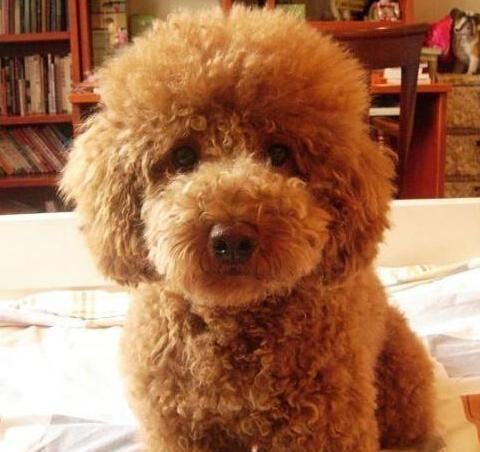 宠物健康管理指南（如何关注贵宾的身体状况）