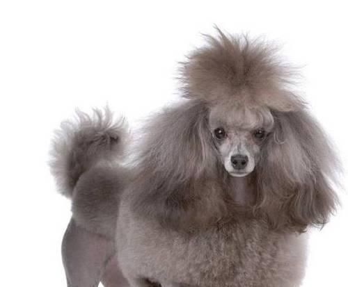 宠物健康管理指南（如何关注贵宾的身体状况）