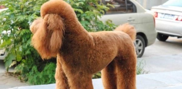 宠物健康管理指南（如何关注贵宾的身体状况）