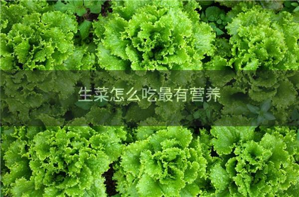 生菜怎么吃最有營養(yǎng)