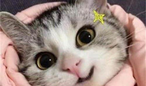 两个月的布偶猫怎么喂养