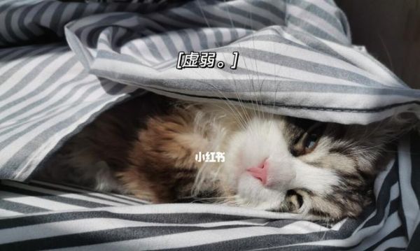 小貓感冒藥喂養(yǎng)指南（寵物健康）
