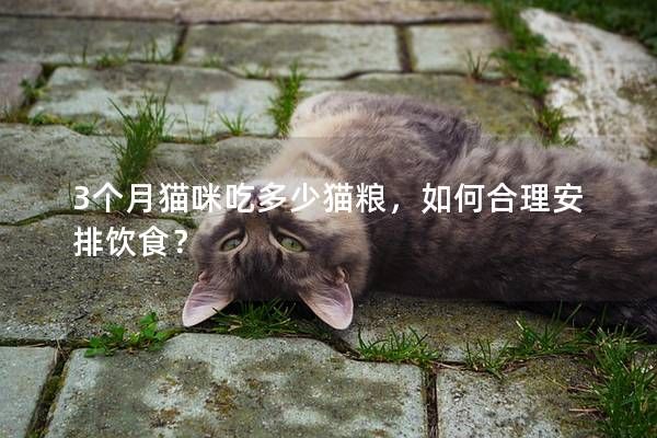 3個月貓咪吃多少貓糧，如何合理安排飲食？