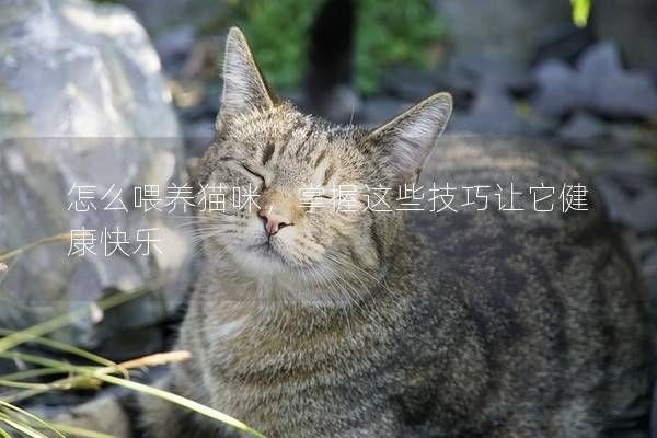 怎么喂養(yǎng)貓咪，掌握這些技巧讓它健康快樂