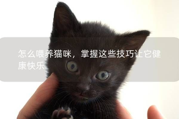 怎么喂養(yǎng)貓咪，掌握這些技巧讓它健康快樂