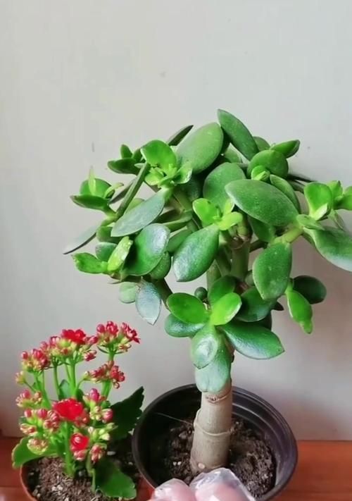 養(yǎng)花時應該使用哪些藥物？如何正確使用花卉藥物？