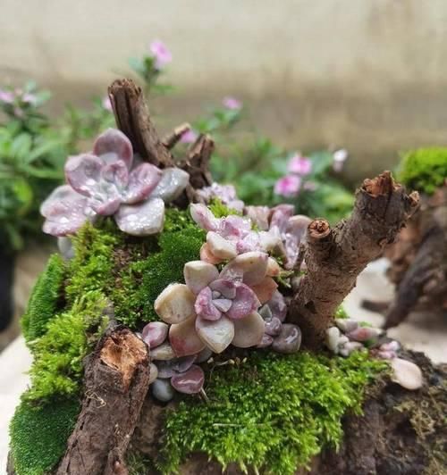 多肉植物如何養(yǎng)出粗壯的樁子？