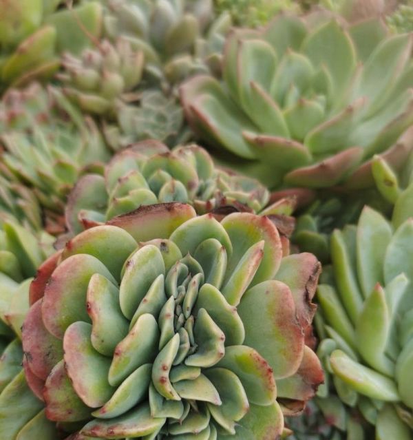 多肉植物如何養(yǎng)出粗壯的樁子？