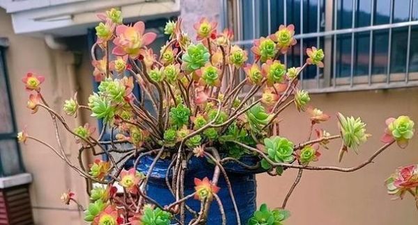 多肉植物如何養(yǎng)出粗壯的樁子？