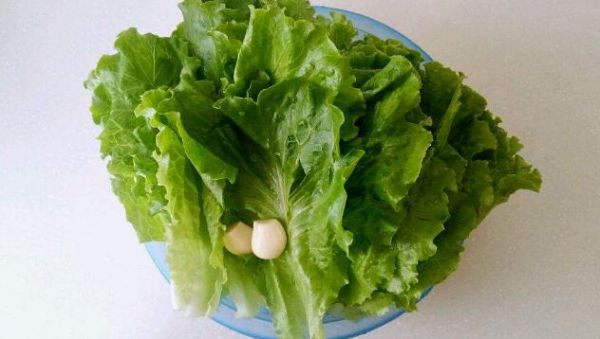 生菜的熱量