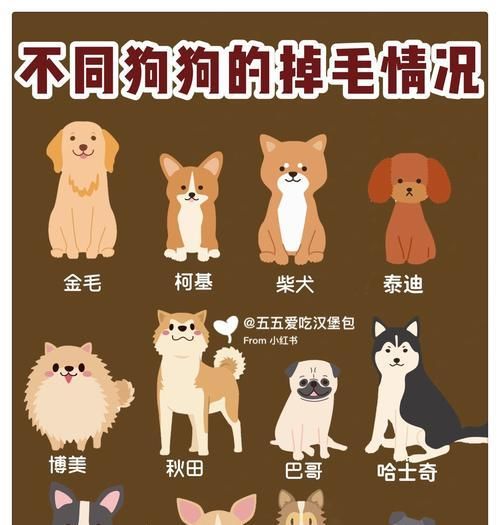 養(yǎng)狗知識(shí)（揭秘狗狗排便頻率的秘密，了解你的愛寵的健康需求）
