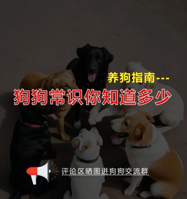 養(yǎng)狗知識(shí)（揭秘狗狗排便頻率的秘密，了解你的愛寵的健康需求）