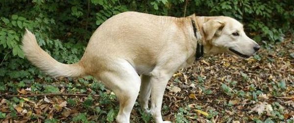 狗拉屎什么顏色是正常的？如何判斷狗狗的健康狀況？