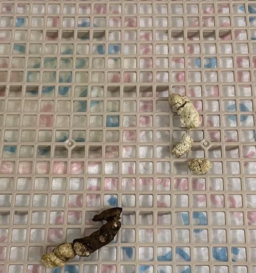 揭秘狗粑粑的真相（一窺寵物狗的健康指標(biāo)）