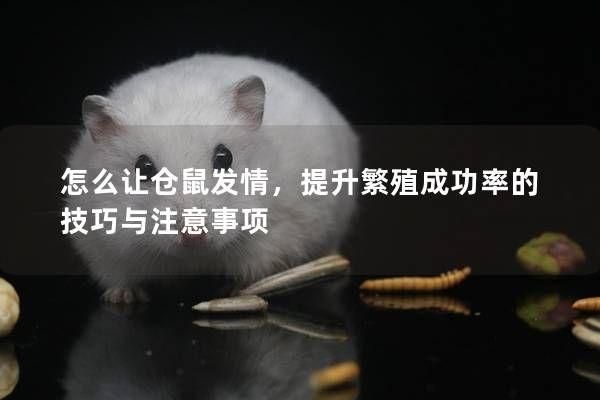 怎么讓倉鼠發(fā)情，提升繁殖成功率的技巧與注意事項(xiàng)