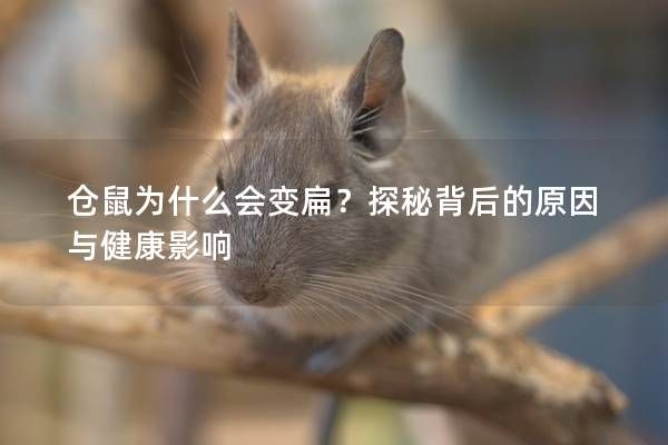 倉(cāng)鼠為什么會(huì)變扁？探秘背后的原因與健康影響