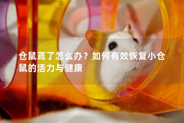 倉鼠蔫了怎么辦？如何有效恢復小倉鼠的活力與健康