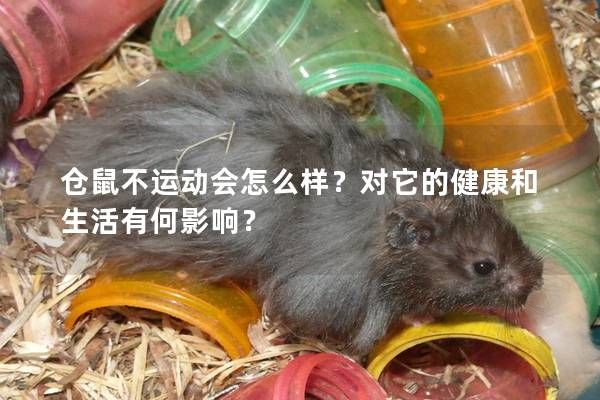 倉鼠不運動會怎么樣？對它的健康和生活有何影響？