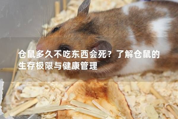倉鼠多久不吃東西會(huì)死？了解倉鼠的生存極限與健康管理