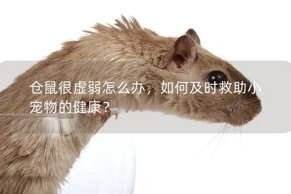 倉(cāng)鼠很虛弱怎么辦，如何及時(shí)救助小寵物的健康？