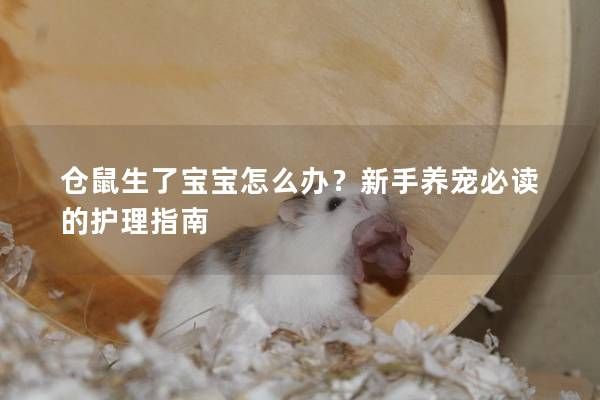 倉(cāng)鼠生了寶寶怎么辦？新手養(yǎng)寵必讀的護(hù)理指南