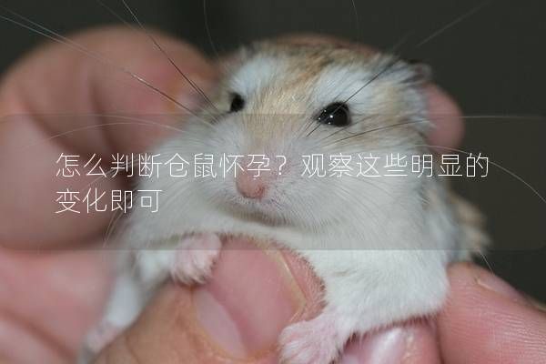 怎么判斷倉鼠懷孕？觀察這些明顯的變化即可