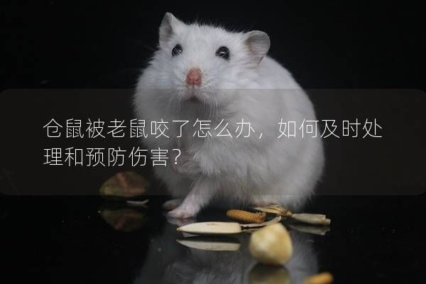 倉鼠被老鼠咬了怎么辦，如何及時處理和預(yù)防傷害？