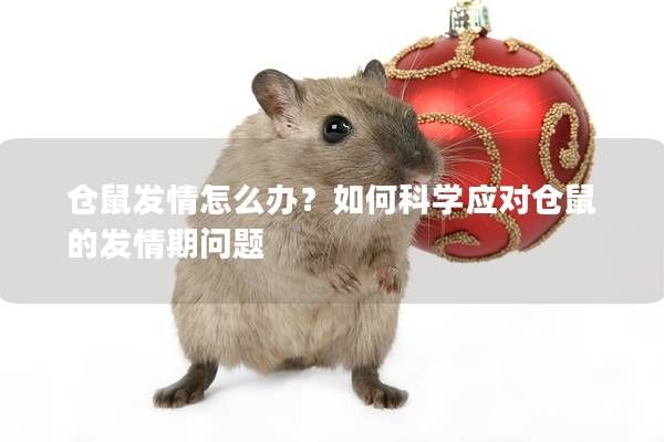 倉(cāng)鼠發(fā)情怎么辦？如何科學(xué)應(yīng)對(duì)倉(cāng)鼠的發(fā)情期問(wèn)題