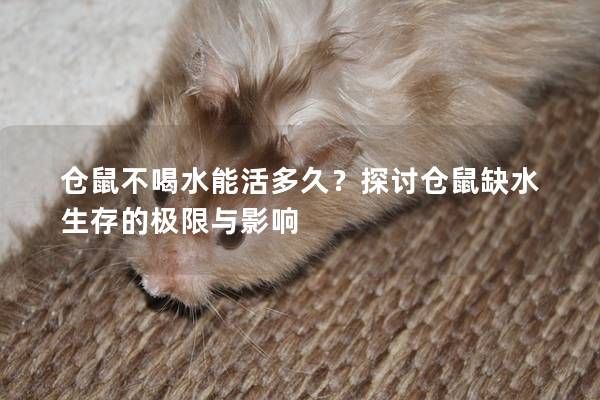 倉(cāng)鼠不喝水能活多久？探討倉(cāng)鼠缺水生存的極限與影響