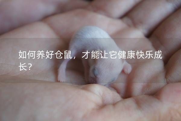 如何養(yǎng)好倉鼠，才能讓它健康快樂成長？