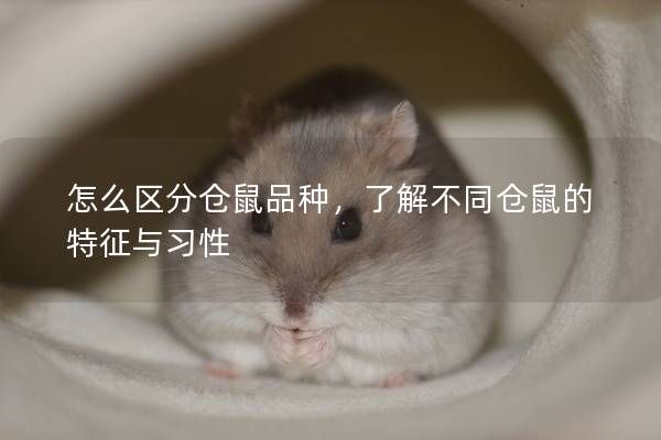 怎么區(qū)分倉(cāng)鼠品種，了解不同倉(cāng)鼠的特征與習(xí)性