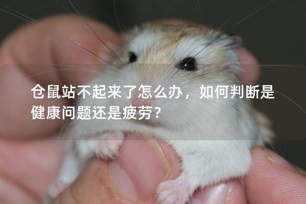 倉鼠站不起來了怎么辦，如何判斷是健康問題還是疲勞？