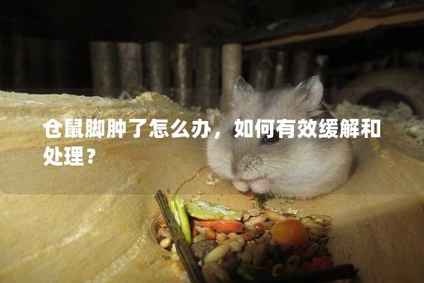 倉鼠腳腫了怎么辦，如何有效緩解和處理？