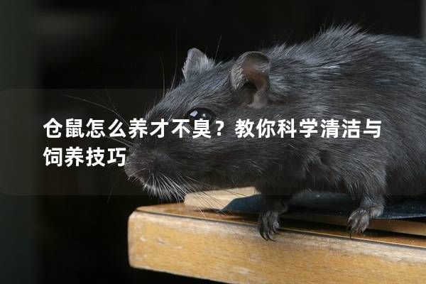 倉(cāng)鼠怎么養(yǎng)才不臭？教你科學(xué)清潔與飼養(yǎng)技巧