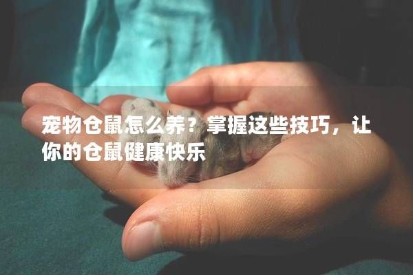 寵物倉鼠怎么養(yǎng)？掌握這些技巧，讓你的倉鼠健康快樂