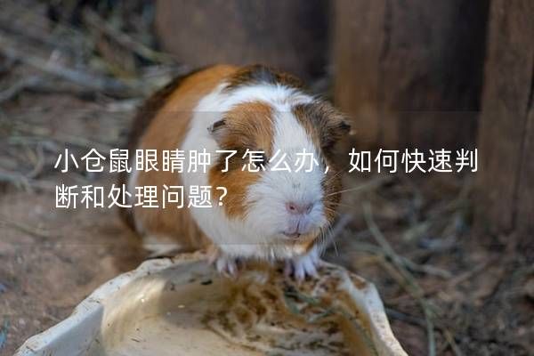 小倉鼠眼睛腫了怎么辦，如何快速判斷和處理問題？