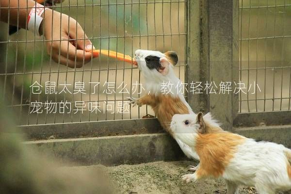 倉鼠太臭了怎么辦，教你輕松解決小寵物的異味問題