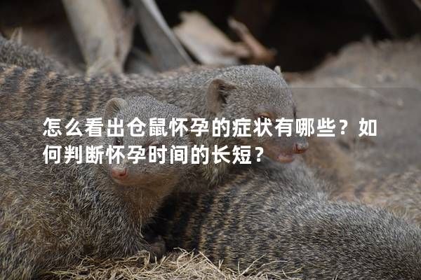 怎么看出仓鼠怀孕的症状有哪些？如何判断怀孕时间的长短？
