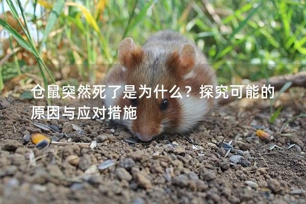 倉鼠突然死了是為什么？探究可能的原因與應(yīng)對措施