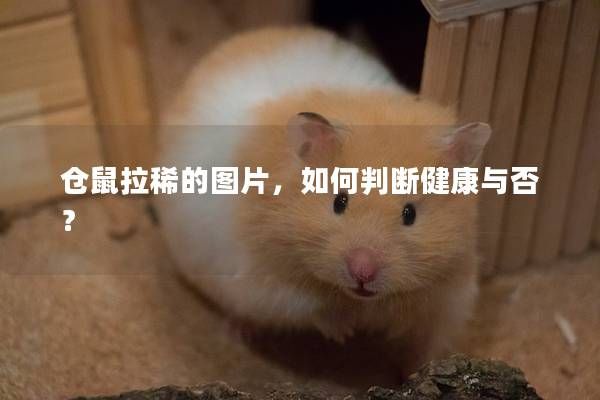 仓鼠拉稀的图片，如何判断健康与否？
