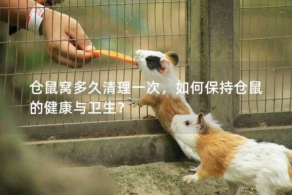 倉鼠窩多久清理一次，如何保持倉鼠的健康與衛(wèi)生？