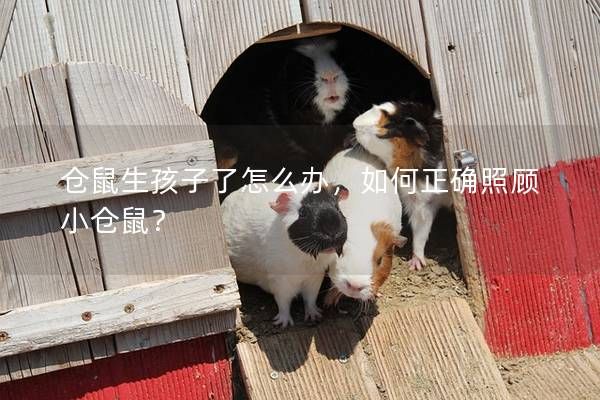 仓鼠生孩子了怎么办，如何正确照顾小仓鼠？
