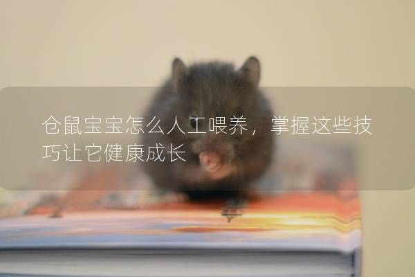 倉鼠寶寶怎么人工喂養(yǎng)，掌握這些技巧讓它健康成長