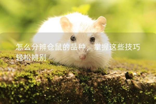 怎么分辨?zhèn)}鼠的品種，掌握這些技巧輕松辨別
