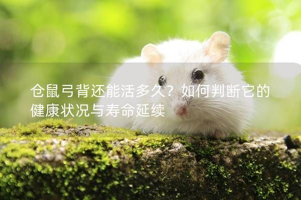 倉鼠弓背還能活多久？如何判斷它的健康狀況與壽命延續(xù)