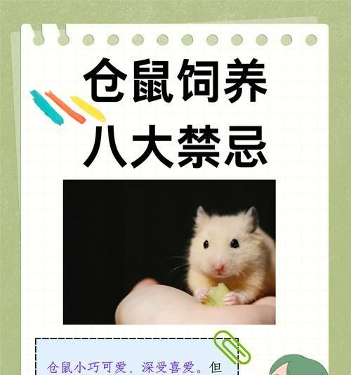 在寵物店挑選倉鼠時應(yīng)注意哪些要點？如何鑒別倉鼠的健康狀況？