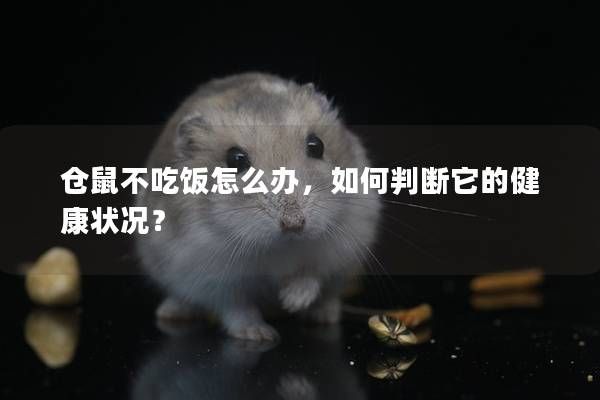 倉鼠不吃飯怎么辦，如何判斷它的健康狀況？