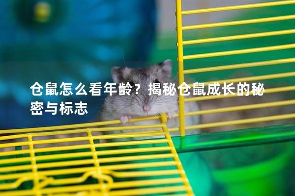 倉鼠怎么看年齡？揭秘倉鼠成長的秘密與標(biāo)志