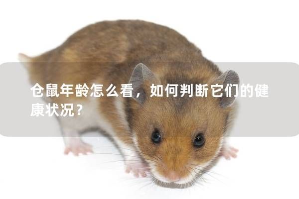 倉鼠年齡怎么看，如何判斷它們的健康狀況？