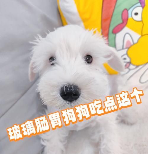 比熊多久吃一次山藥比較好？山藥對(duì)狗狗有哪些健康益處？